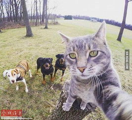猫咪自拍照汪星人甘当背景看动物们的疯狂自拍瞬间