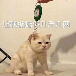 斗图表情包你不睡,我不睡,我们之间才有机会
