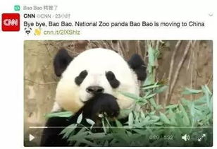 旅美大熊猫宝宝启程回国,美国人民实在舍不得,饲养员都哭了