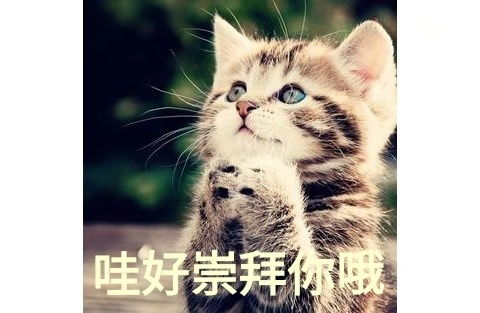 哇,可爱猫咪表情包来了,喜欢猫咪的快来收图,萌得我一塌糊涂