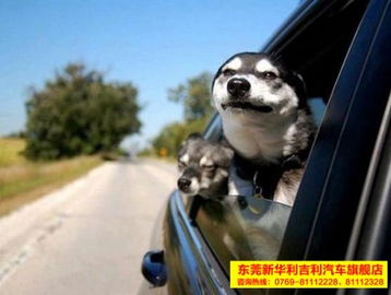 狗头护体表情包贼船