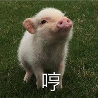 小香猪的表情包哪里有