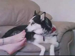哈士奇好奇闻了闻主人臭脚之后居然被臭吐了主人气哭了