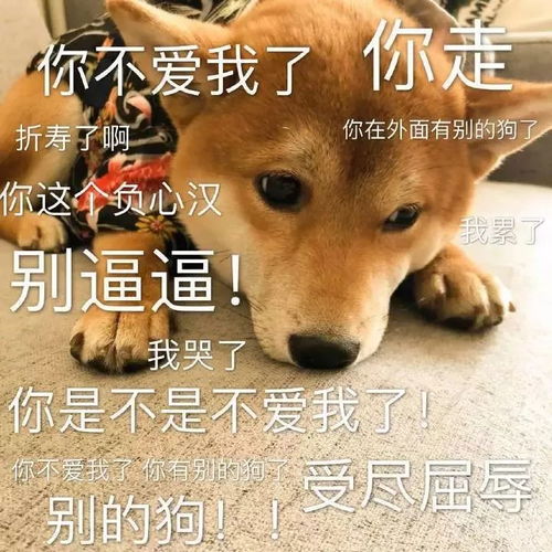 女生专用招桃花表情包