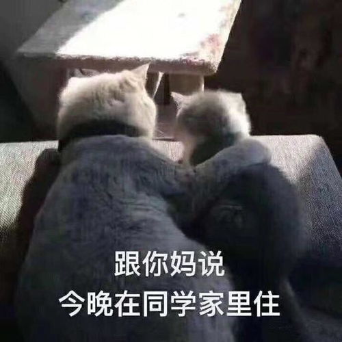 搞笑gif趣图有个姐姐,是多么幸福的一件事情啊