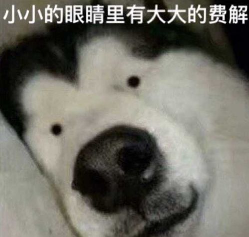 女生为什么不能养狗原因全在这里