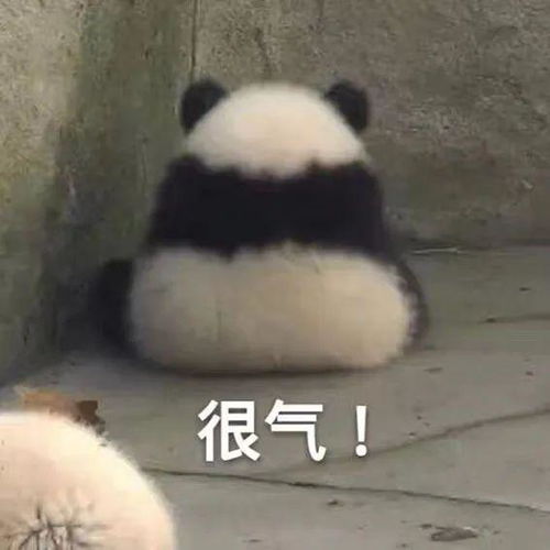 这是脏话,小猫咪不可以讲的