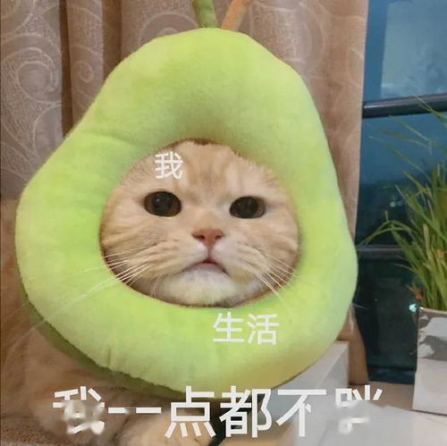 这些表情包送给假期长胖的你们