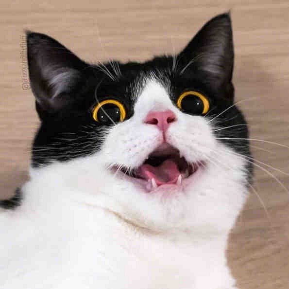 一只猫大眼睛的表情包