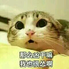 小饼干,猫咪表情包要么