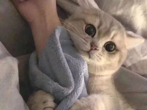 组团偷猫被抓了怎么办为无知买单