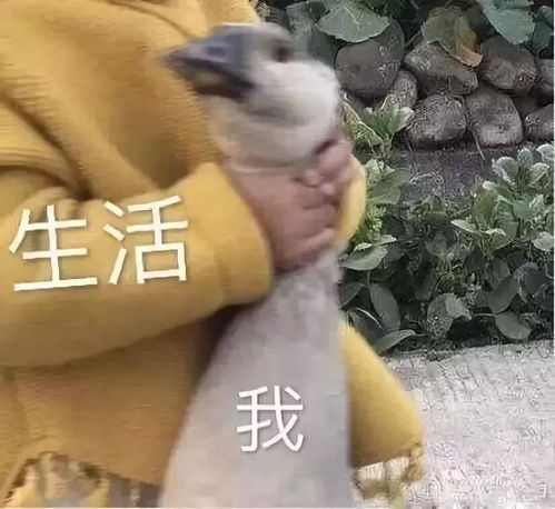 接东西表情包你懂我