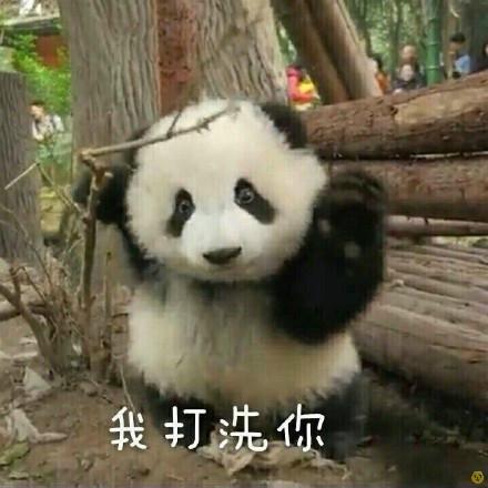 大熊猫超萌表情包