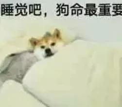 睡觉吧狗命重要表情包柴犬