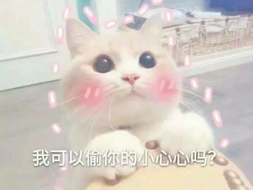 花栗鼠表情包情侣表白