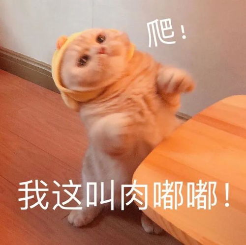 这些表情包送给假期长胖的你们