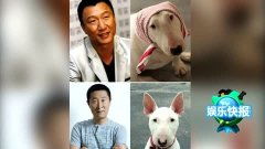 迷之表情疯狂动物城树懒撞脸王思聪