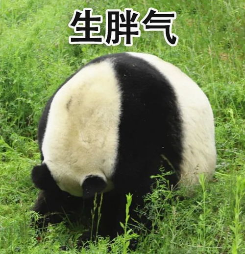 超萌儿童节专属熊猫表情包,速来拿图