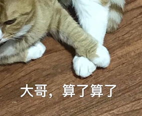 猫咪表情包25张我这一巴掌下棋你可能会死