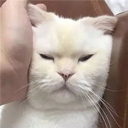 可爱卖萌猫咪表情包走开你丑到朕了