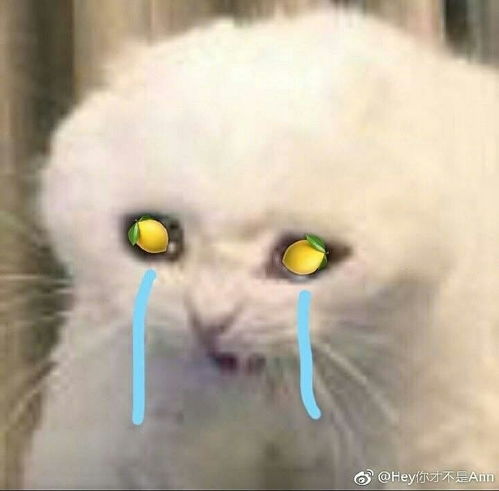 此帖只为收集吃柠檬表情包