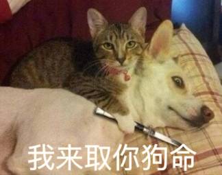 别小看宠物的智商,它们聪明起来能把你吓哭