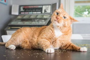 猫咪差点吃了薄荷口香糖铲屎官你快看,这东西有毒