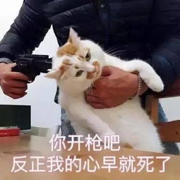 猫界表情包楼楼因病去世,它变成小天使回喵星了