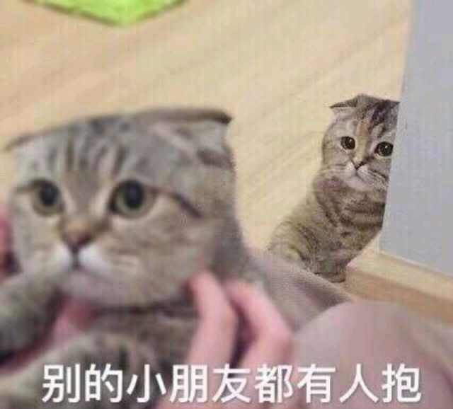 原来猫咪独自在家也会孤单,也只是个需要主人关爱的小孩子啊