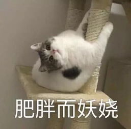 怼男票专用的表情你这话什么意思我不喜欢撤回去