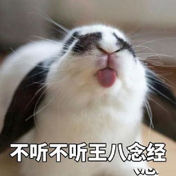小兔子表情包你的小可爱上线了