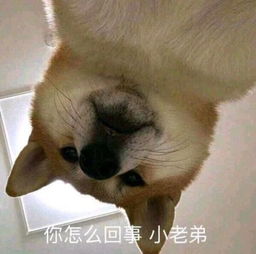 下面小老弟不行表情包