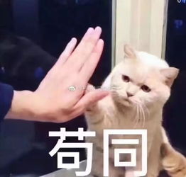 节操睡了丨一看就是跨国企业的高级货