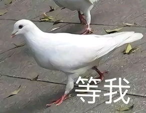 精美二次元老婆图片