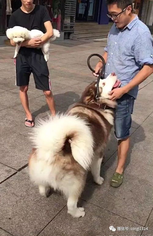 百来斤的阿拉斯加卖萌求抱抱,宠主苦笑自己多重心里没数啊