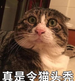 可爱猫咪爆红国外,让老外网友疯狂迷恋,只因表情太魔性