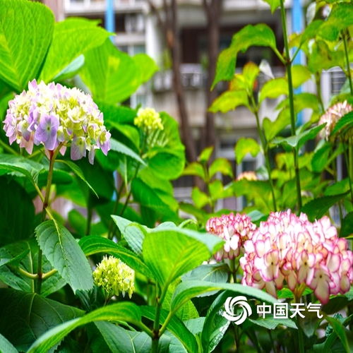 重庆街头多彩绣球花开放绚烂四月天