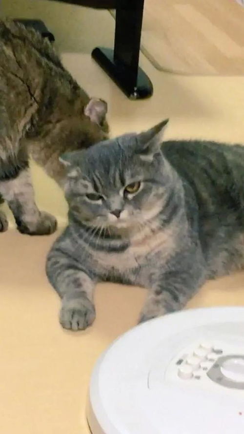 史上最油腻猫咪冲上热搜,超过1亿网友直呼我家不缺油了