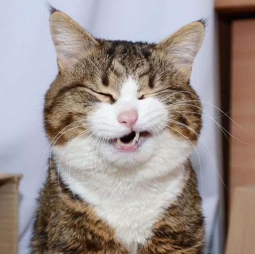 猫生很短,故事很长一分钟带你看完猫的一生