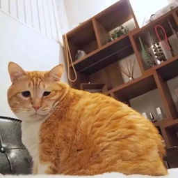 日本这只丧丧的猫咪火了,像极了每天早起去上班的我哦