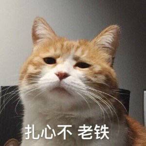 萌你一脸可爱小猫咪表情包集锦