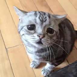 最近爆红的一只楚楚可怜猫,可能是林黛玉变的