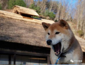16岁表情包柴犬北登去世日本网民集体哀悼