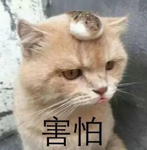 养猫,你真的做好准备了么养猫很难的
