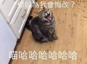 喵星人偷吃时把一箱猫粮打翻在地,主人训他时,这个表情...