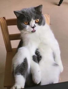 猫界的大佬,跷二郎腿看猫和老鼠,网友最后表情想膜拜
