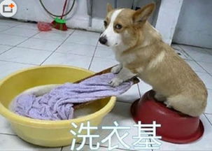 宠物gif图你女朋友撒娇时候大概是这个样子网友我哪来的女朋友