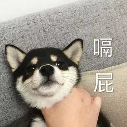 表情包嗝屁,我哪敢说话