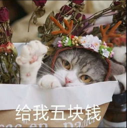 超软萌可爱猫咪表情包你看我的样子像开心吗