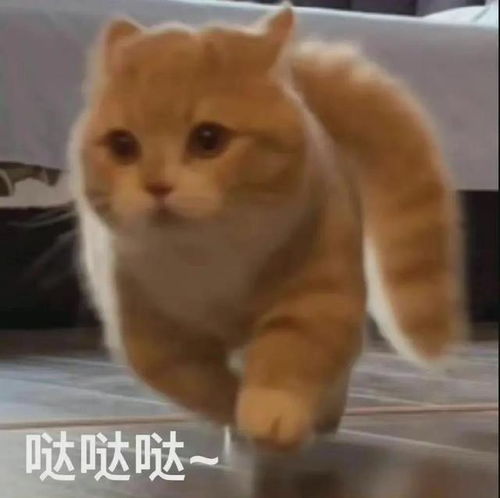 搞笑表情包第69期这个世界太疯狂了